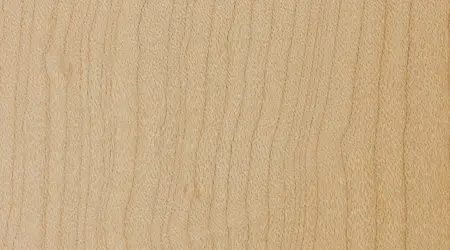acer-saccharum