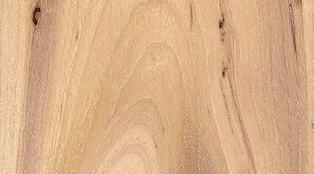 water-hickory